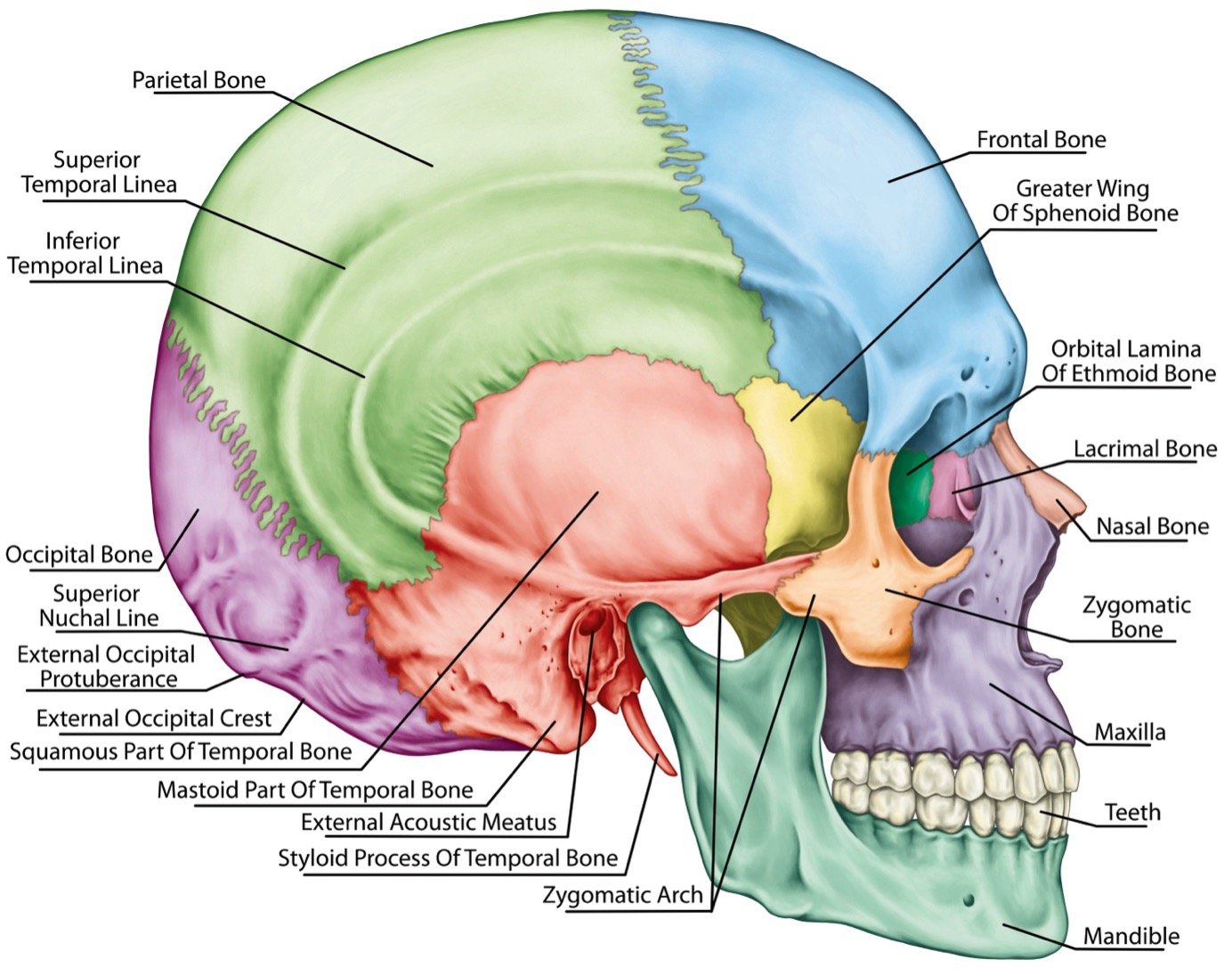 Bruxism, TMJ Dysfunction, and Myofascial Pain — Diagnosis and Non-Surgical Approaches